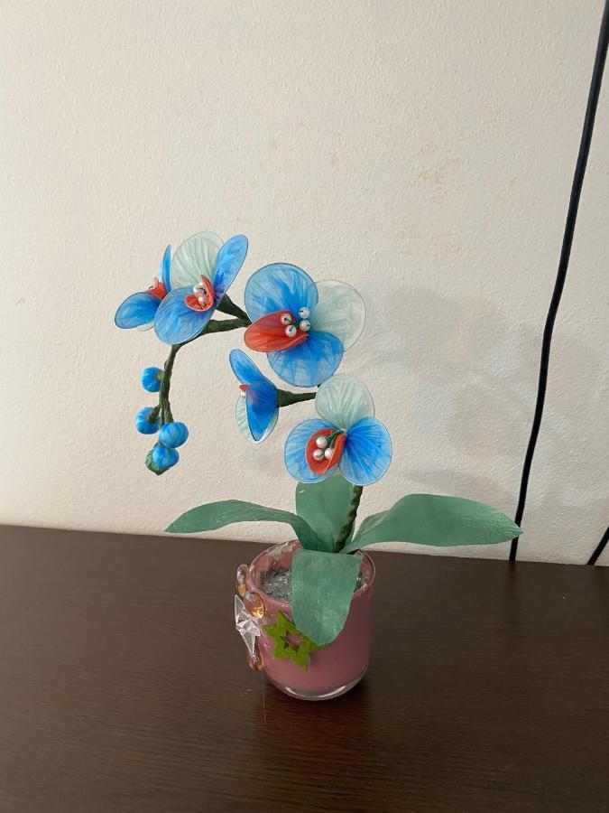 דוני שטוי Villa Leona Palushaj מראה חיצוני תמונה
